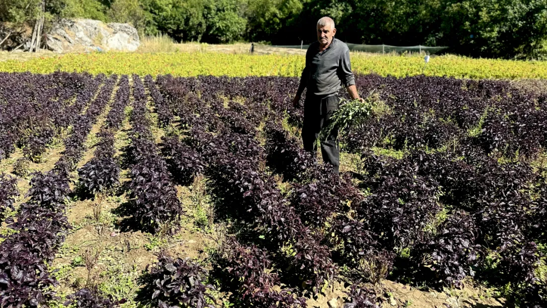 Arapgir'de Reyhan Üretimi Büyüyor: Hem Ekonomik Hem Kültürel Değer