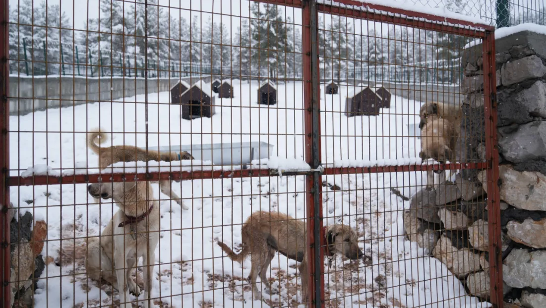 Battalgazi Belediyesi’nden Sahipsiz Hayvanlara Modern Barınak