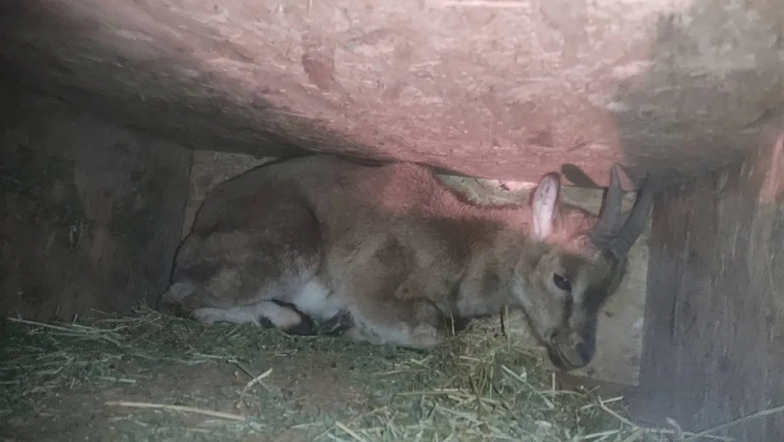 Hekimhan’da Yavru Dağ Keçisi Duyarlı Vatandaş Sayesinde Kurtarıldı