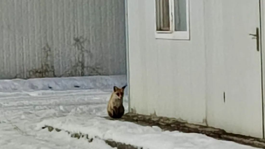 İkizce Konteyner Kent’te Tilki Görüntülendi