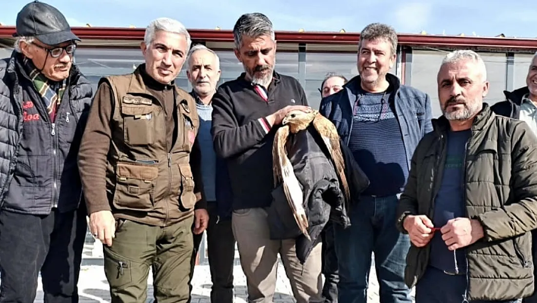 Kanadı Kırık Kızıl Şahin Koruma Altına Alındı