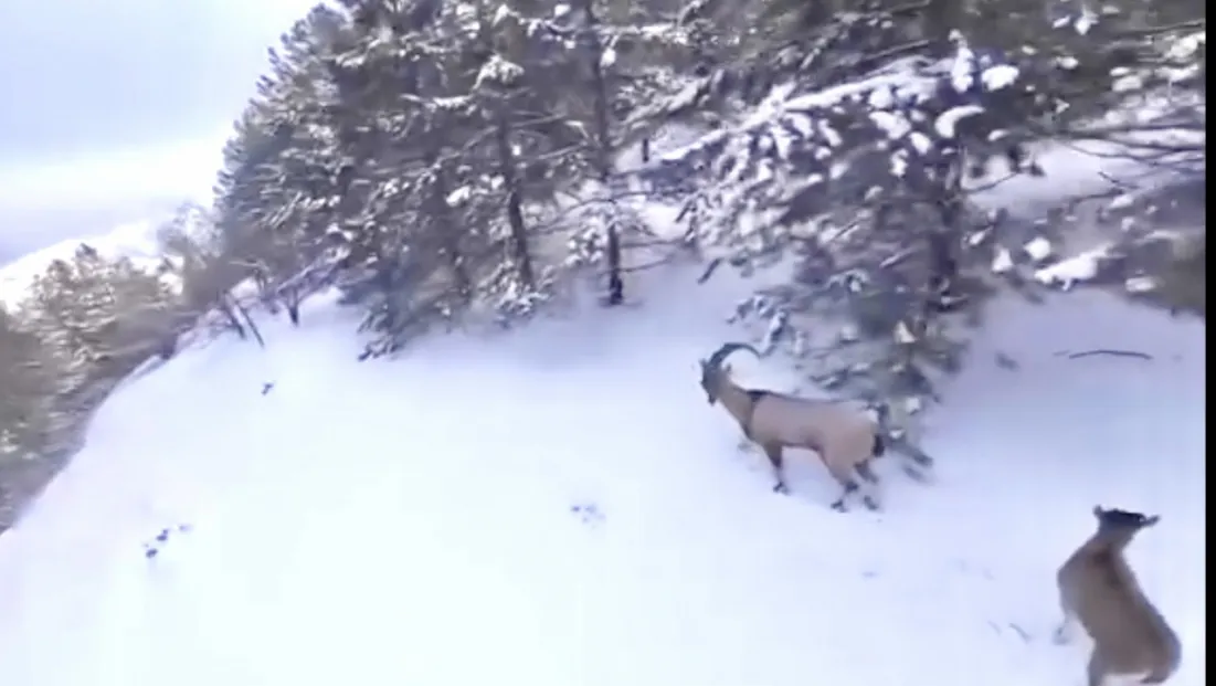 Yaban Hayatına Ağır Darbe: Malatya’da Kaçak Avcıya Yaklaşık 1 Milyon TL Ceza
