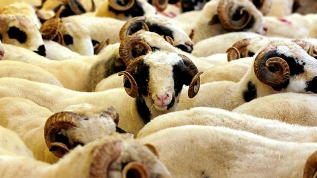 2025 Yılı Kurban Hizmetleri Tebliği Resmi Gazete'de yayımlandı