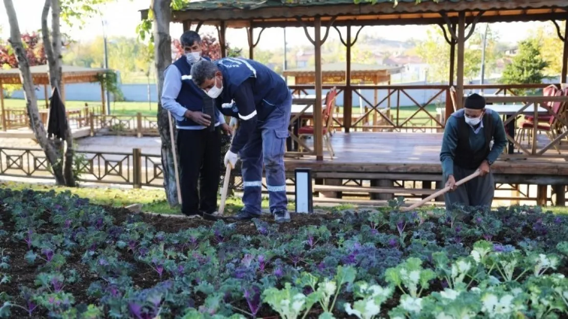 25 Bin Kök Süs Bitkisinin Dikimi Yapılıyor