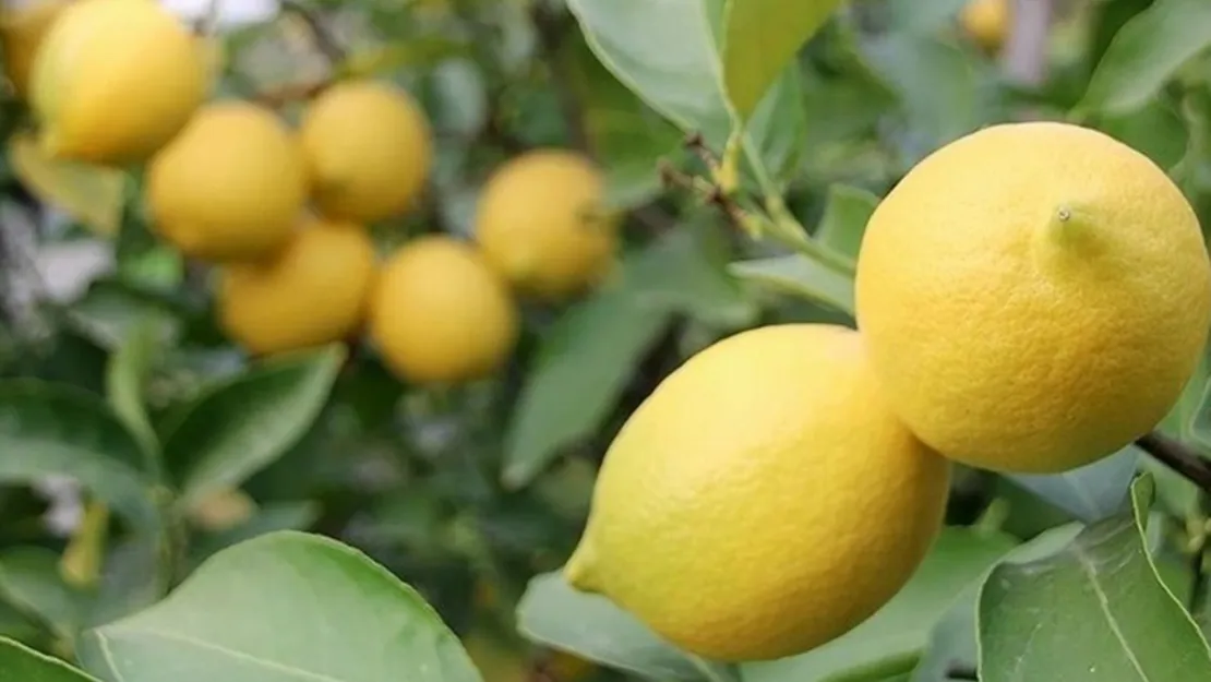 380 ton limon kayıt dışı olarak depoda beklettiler