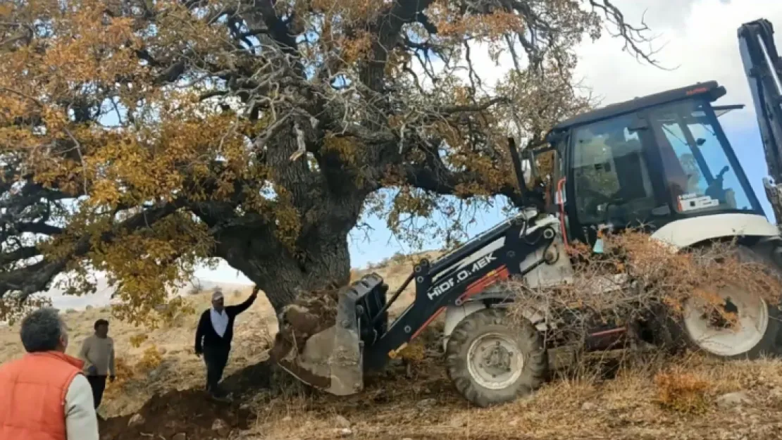 600 yaşındaki Meşe Ağacı için bölge halkı seferber oldu