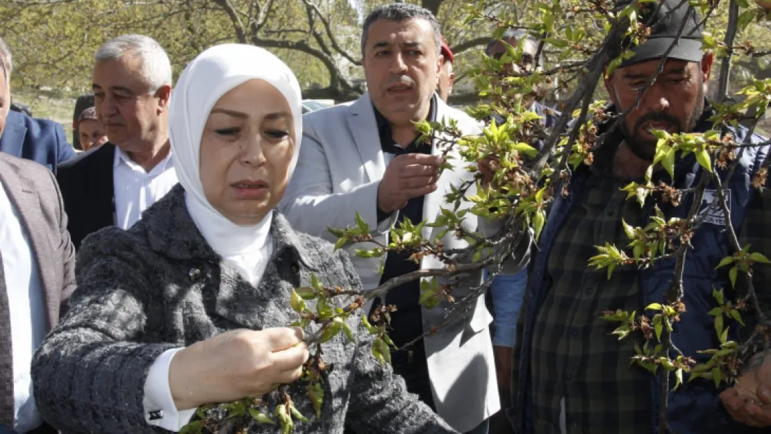 AK Partili Çalık: Malatya'da zirai don nedeniyle hasar tespit çalışmaları başladı