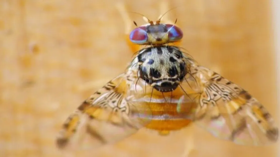 Akdeniz Meyve Sineği(Ceratitis Capitata)