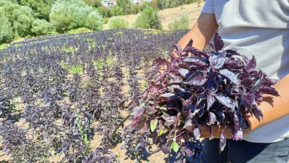 Arapgir'de Mor Reyhan İçin Hasat Zamanı