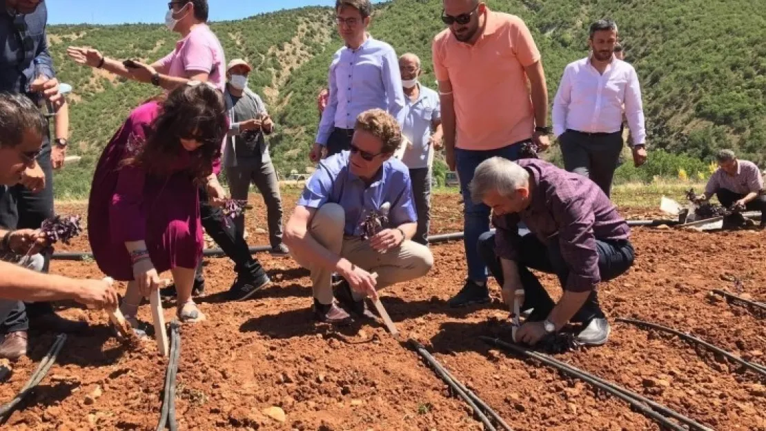 Arapgir Mor Reyhanı fideleri toprak ile buluştu.