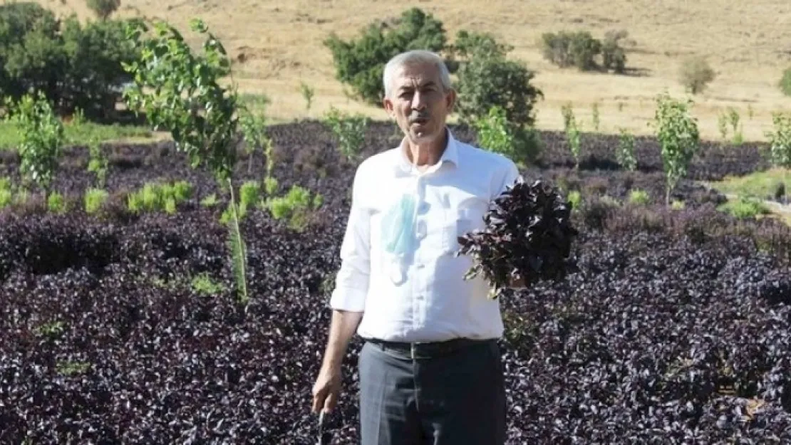 Arapgir Mor Reyhanının Ürün Yelpazesi Genişliyor