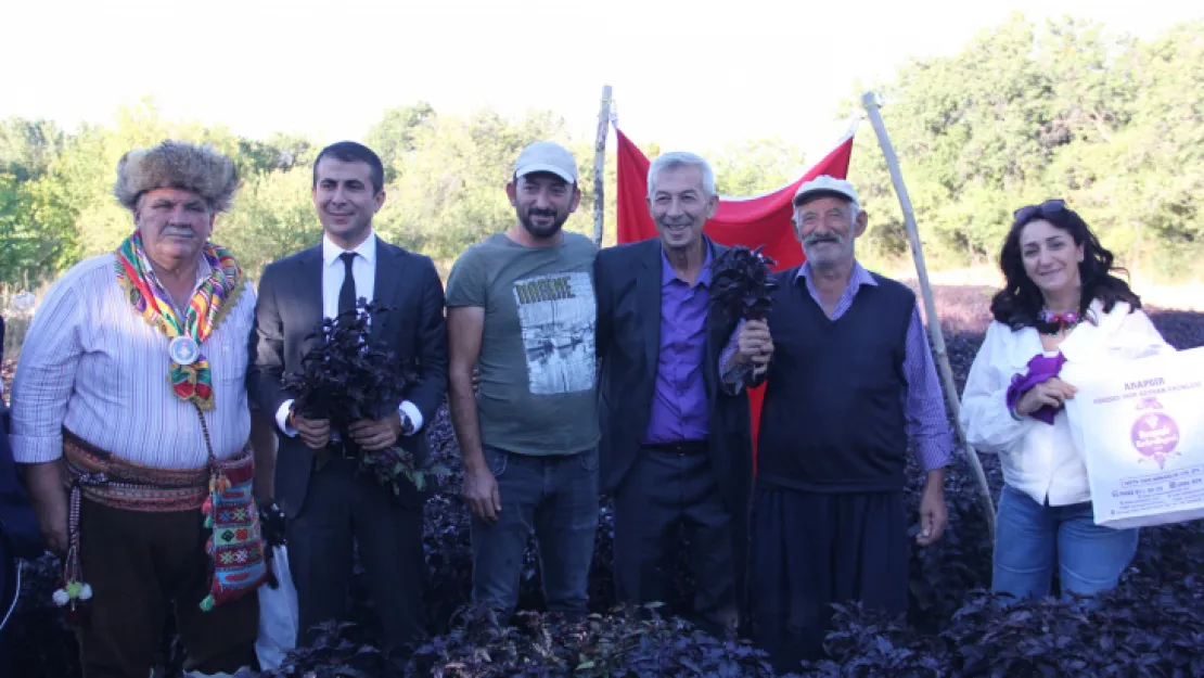 Bağbozumu ve Mor Reyhan Hasat Şenlikleri dolu dolu geçti