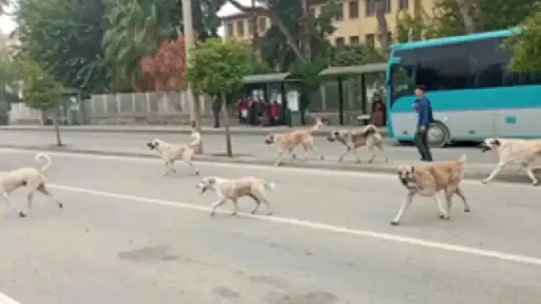 Başıboş köpeklere ilişkin düzenleme Resmi Gazete'de