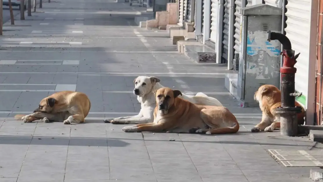 Başıboş sokak köpekleri teklifi komisyondan geçti