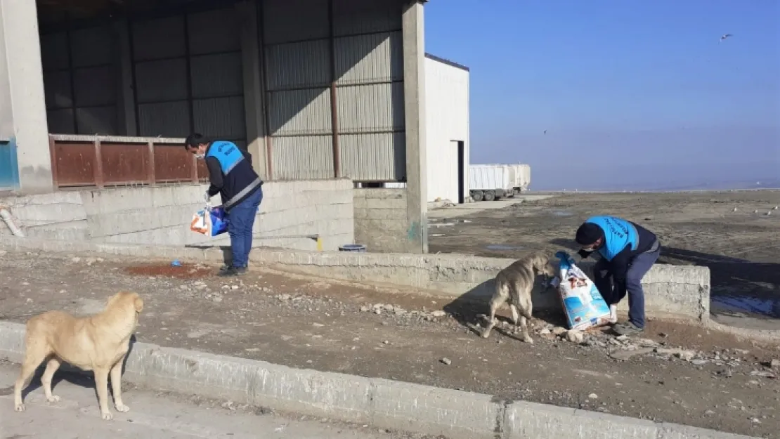 Battalgazi Belediyesi Can Dostlarını Unutmadı