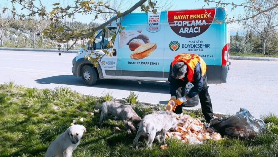 Büyükşehir Sokak Hayvanları İçin Birçok Noktaya Yem Bırakıyor