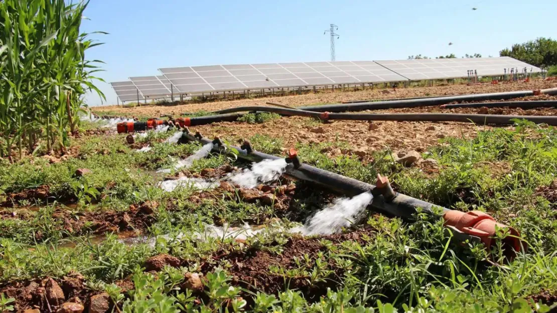 Çiftçilere 5,5 milyar liralık destek ödemesi bugün hesaplara yatırılıyor