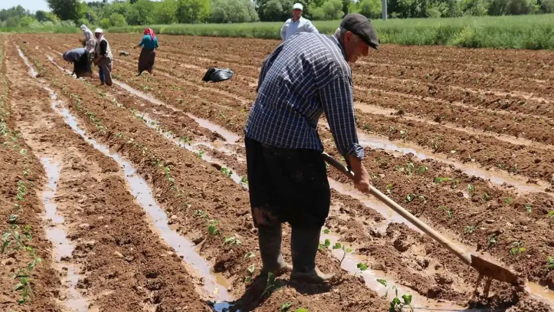 Çiftçilere destekleme ödemeleri başladı