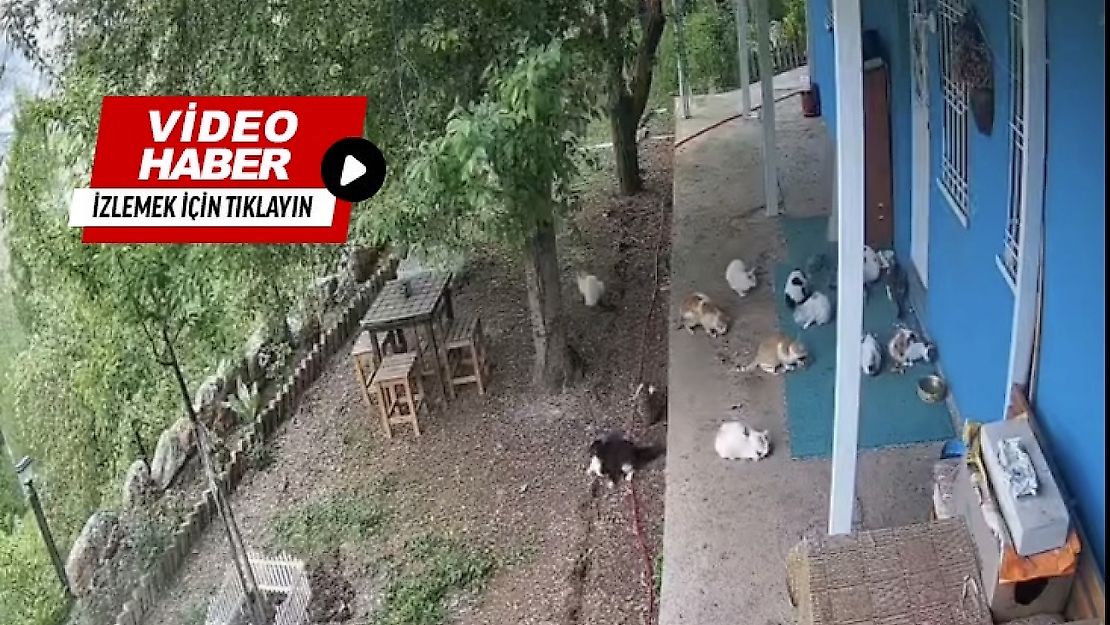 Deprem Anı Güvenlik Kamerasında: Malatya'da Korku Dolu Dakikalar