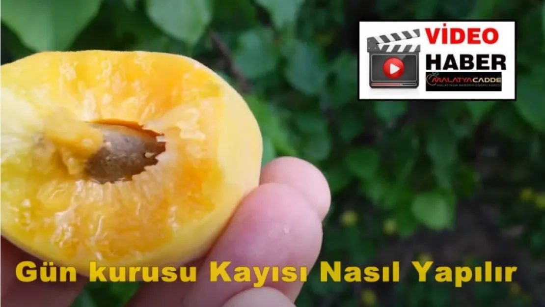 Gün kurusu Kayısı Nasıl Yapılır