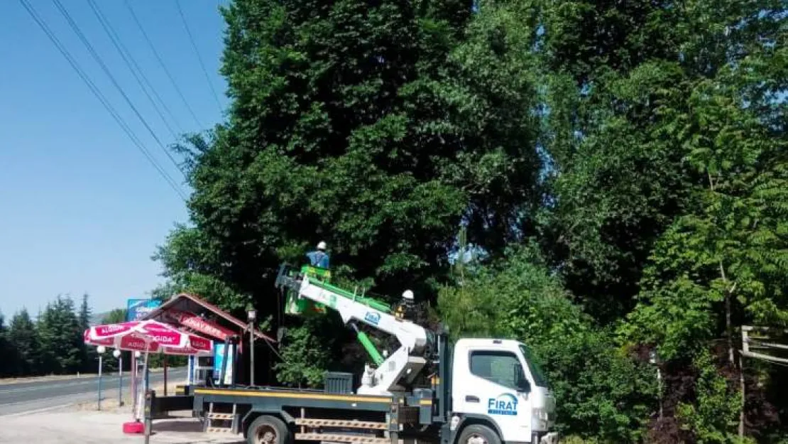 Fırat Edaş'tan Ağaç Kesme Ve Budama Uyarısı