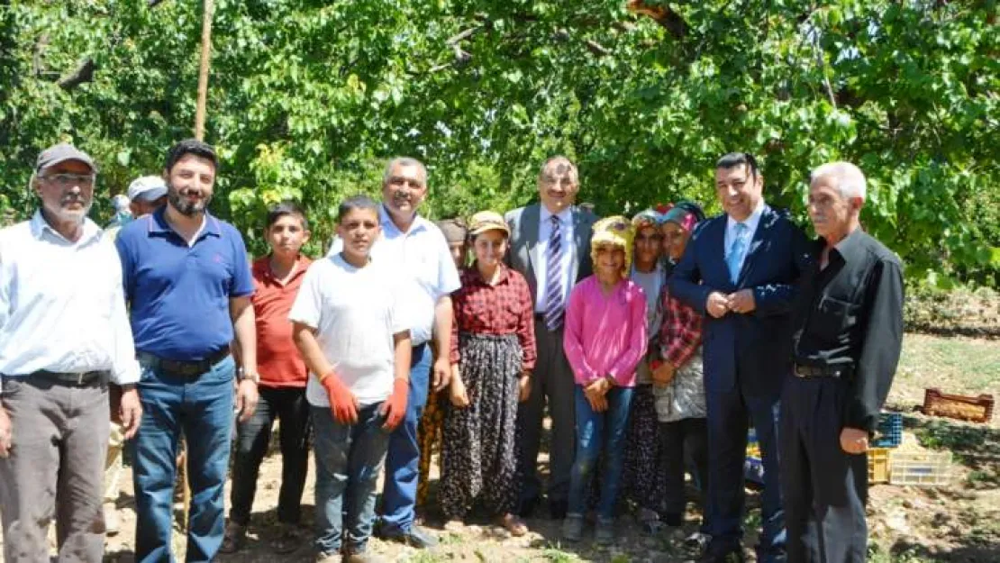 Vali Kaban, Kayısı Hasadını Yerinde İnceledi