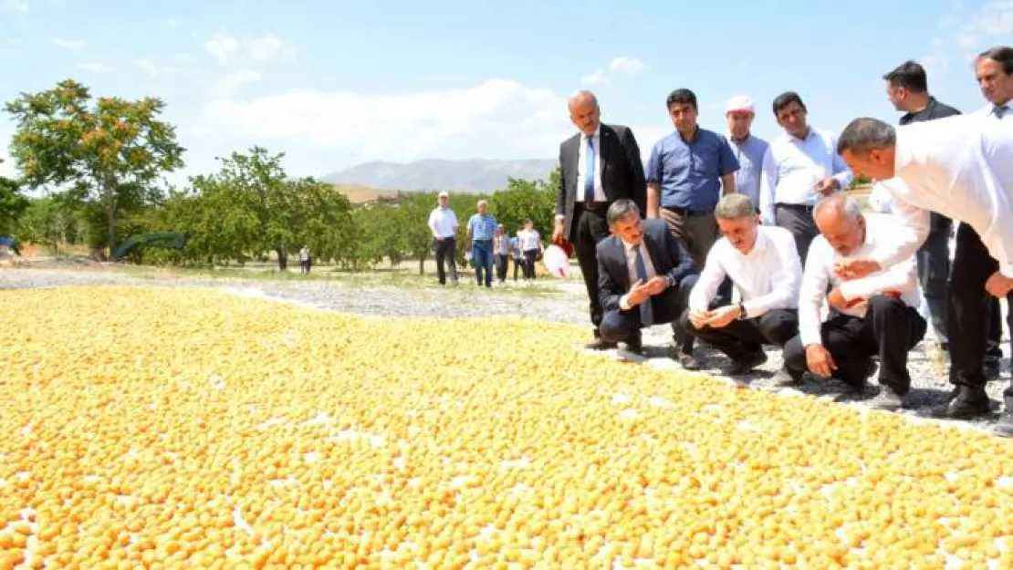 Malatya'da Kayısı Hasadı Başladı