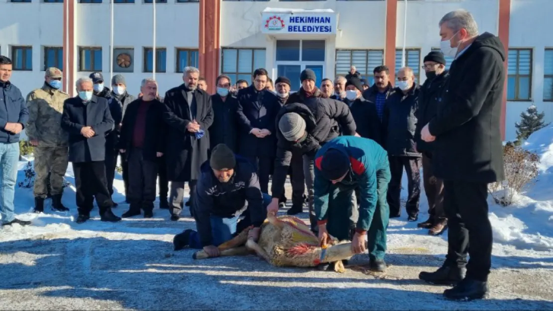 Hekimhan'da Kar Yağışı Nedeni İle Şükür Kurbanı Kesildi