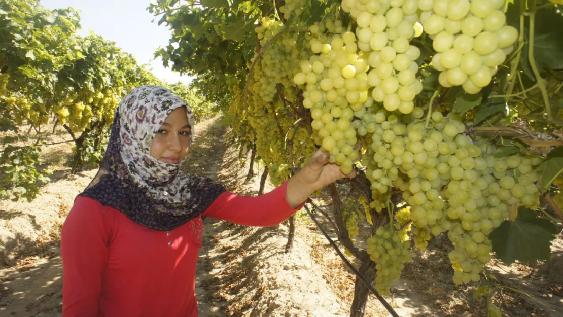 İklim değişikliği Superior Seedless Çeşidi Sofralık Üzümün ihracat yolculuğunu 15 gün öne çekti