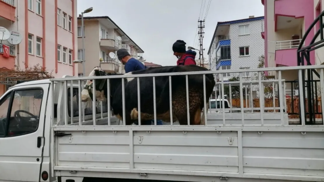 İneğini çalan hırsızlar yakalandı