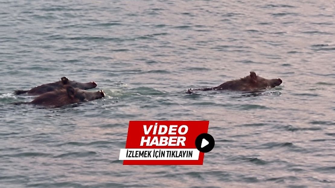 Karakaya Barajı'nda İlginç Anlar: 3 Yaban Domuzu Suda Görüntülendi