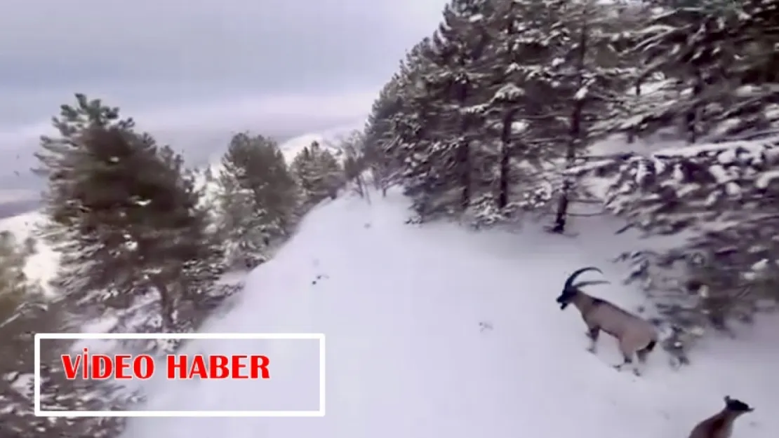 Karla Kaplı Dağlarda Dağ Keçileri Drone'a Takıldı