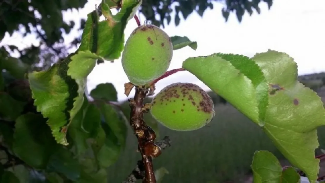 Kayısı Ağaçlarında Sonbahar Mücadelesi