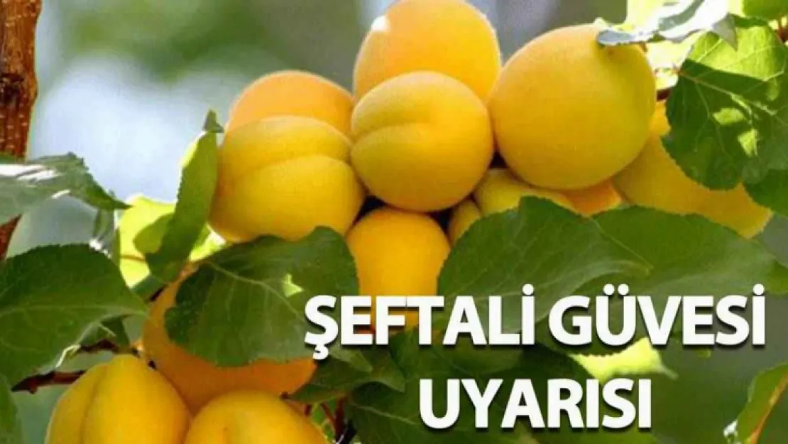 Kayısıda Şeftali Güvesi