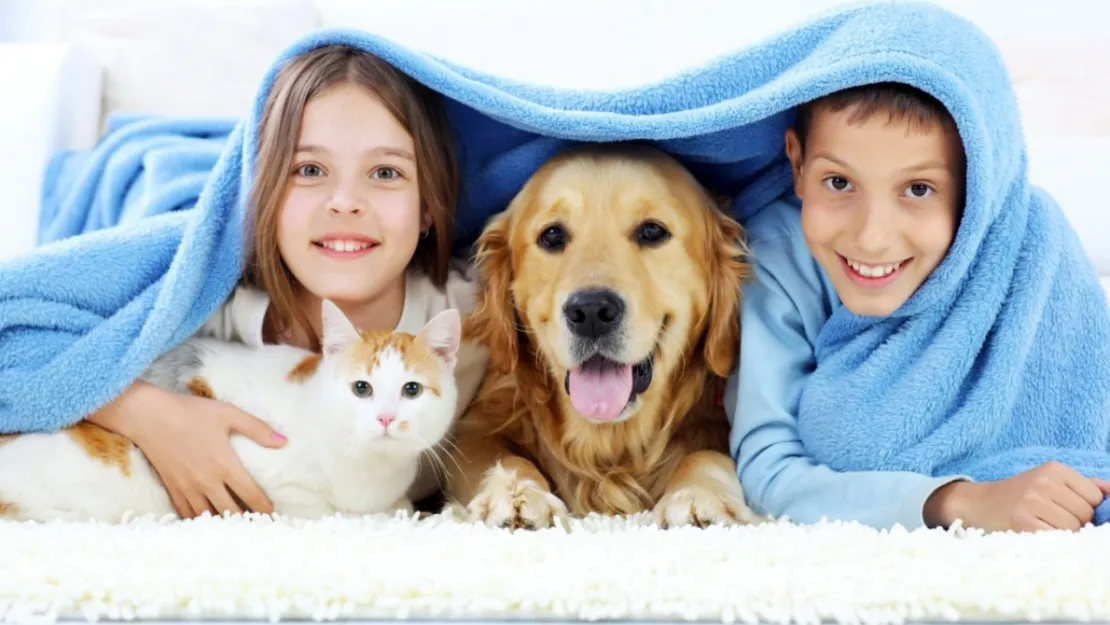 'Kedi ve Köpek Tüyü Hastalık Yapar mı?': Veteriner Hekim Mustafa Yıldız yanıtladı