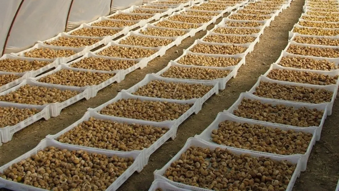 Kuru incirde aflatoksin ve okratoksinle mücadele için üreticilere 19 bin kerevet dağıtıldı