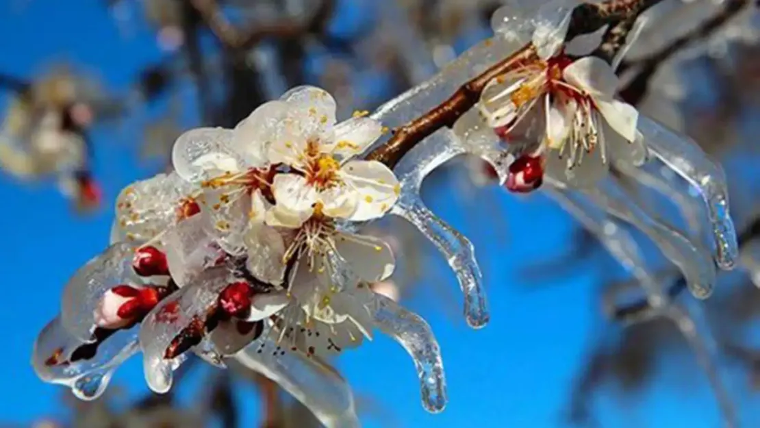 Meteorolojiden zirai don uyarısı