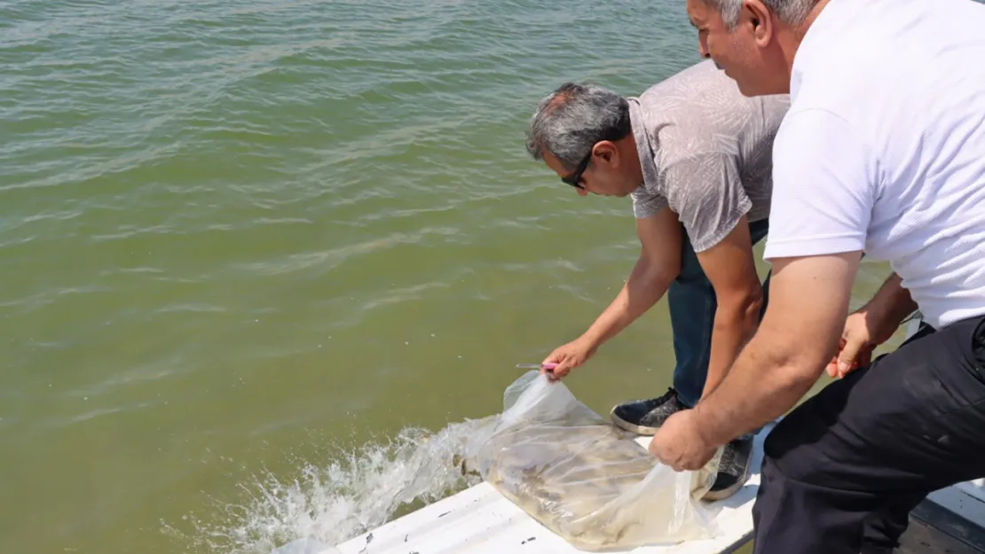 Milyonlarca yavru balık suya bırakıldı