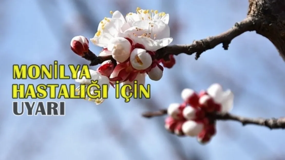 Monilya Hastalığı İçin Uyarı..!