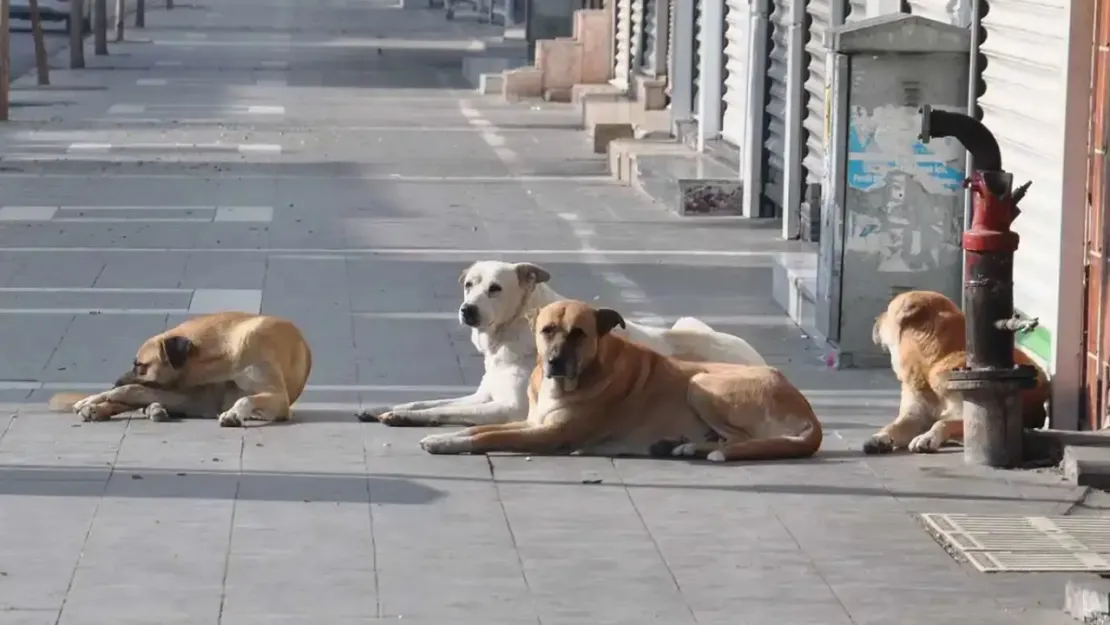 Sağlık Bakanlığı'ndan sahipsiz hayvanlara yönelik yeni düzenleme