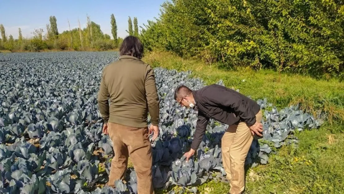 Tarladan sofralara doğal ve ucuz sebze Esenlik'te