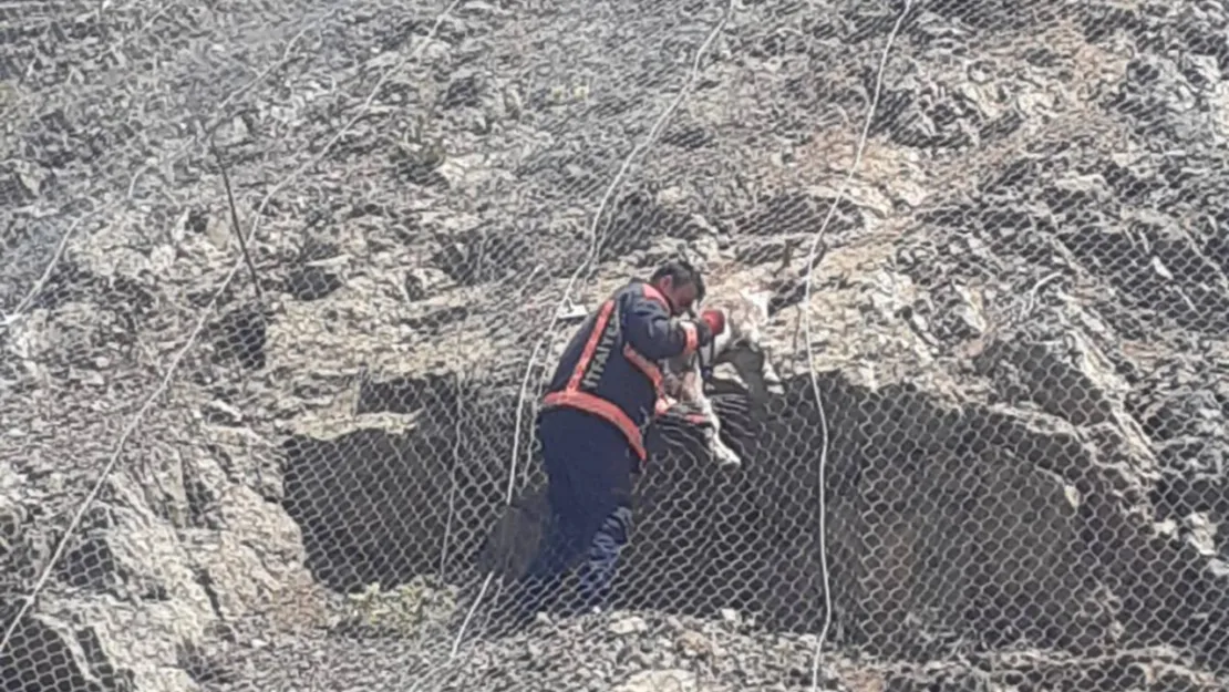 Tellerin arasına sıkışan yaban keçileri kurtarıldı