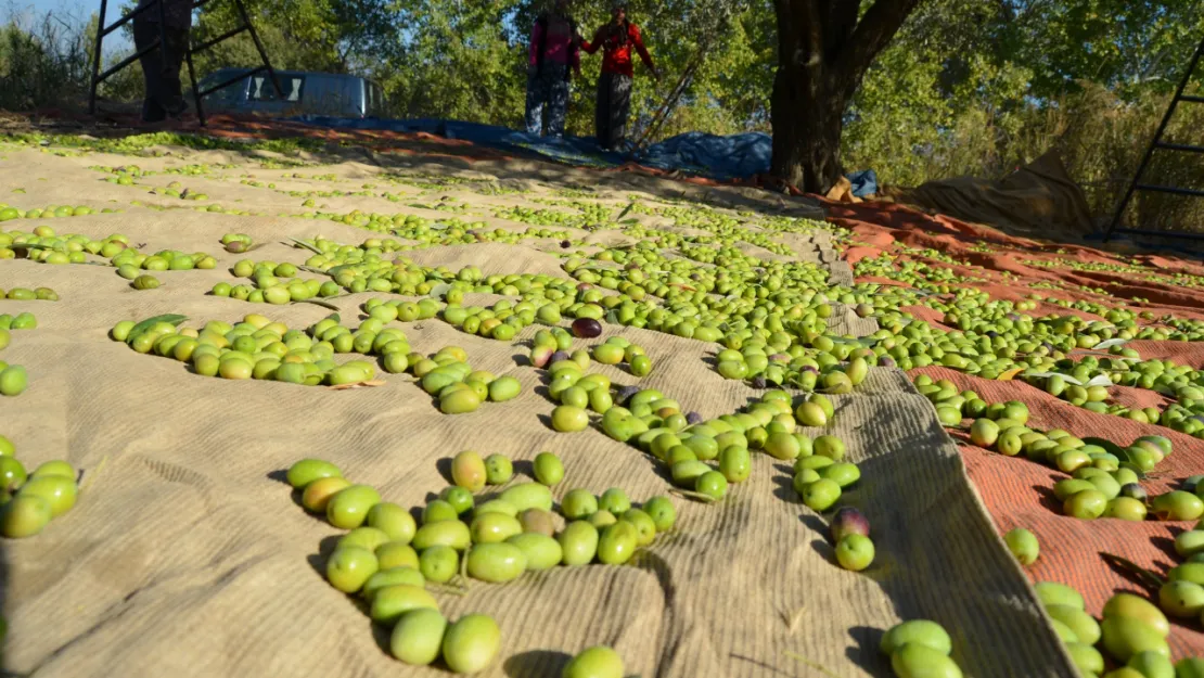 Türkiye'den yapılan sofralık zeytin ihracatı dolar bazında yüzde 49 arttı