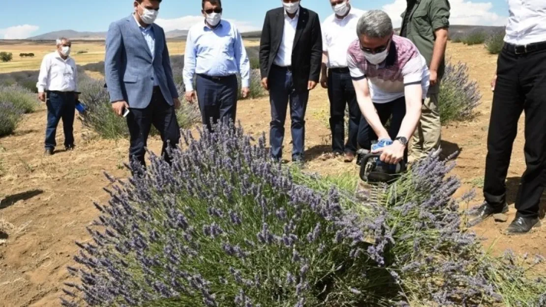 Vali Baruş, Arguvan İlçesinde Lavanta Hasat Gününe Katıldı