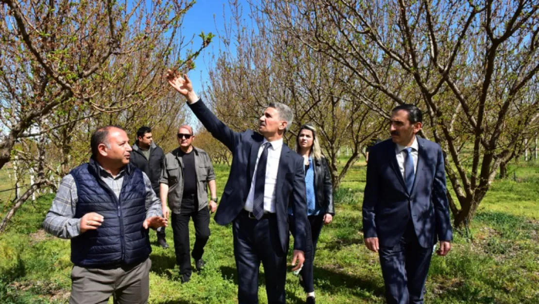 Vali Baruş Zirai Don Nedeniyle Hasar Gören Kayısı Bahçelerinde İncelemelerde Bulundu