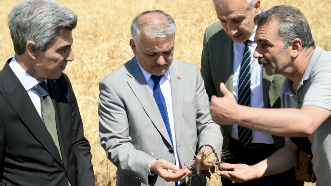 Vali Ersin Yazıcı Buğday Hasadı Programına Katıldı