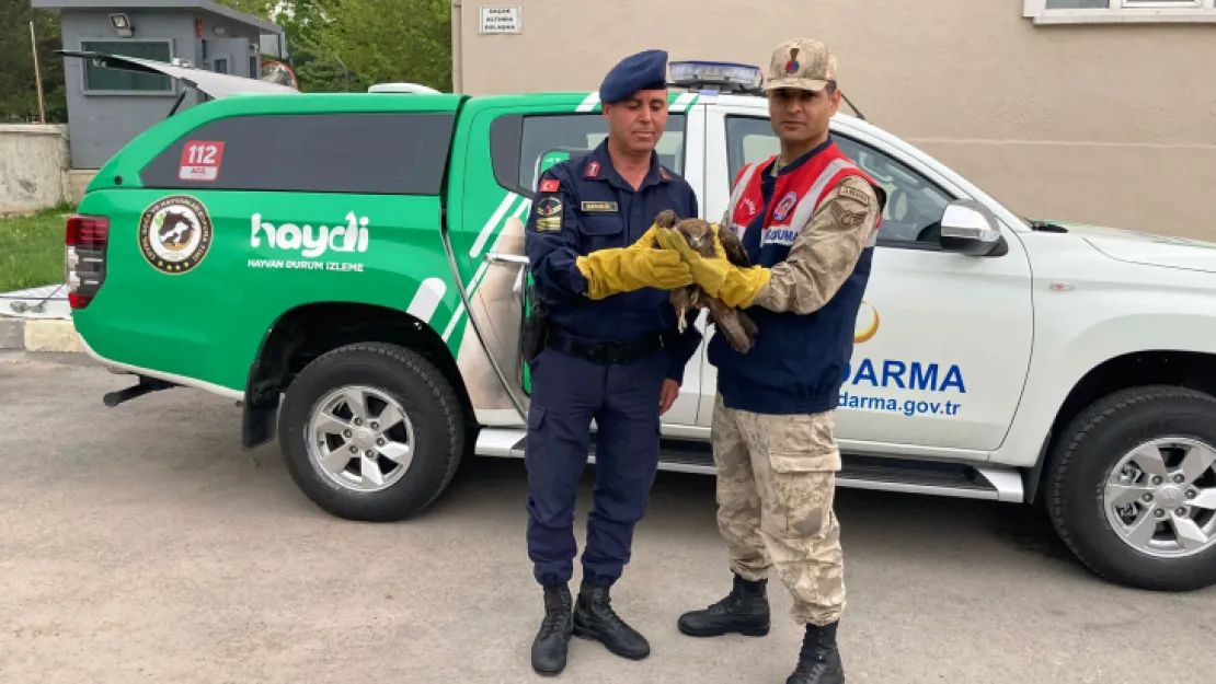 Yaralı Kızıl Şahin Jandarma tarafından kurtarıldı