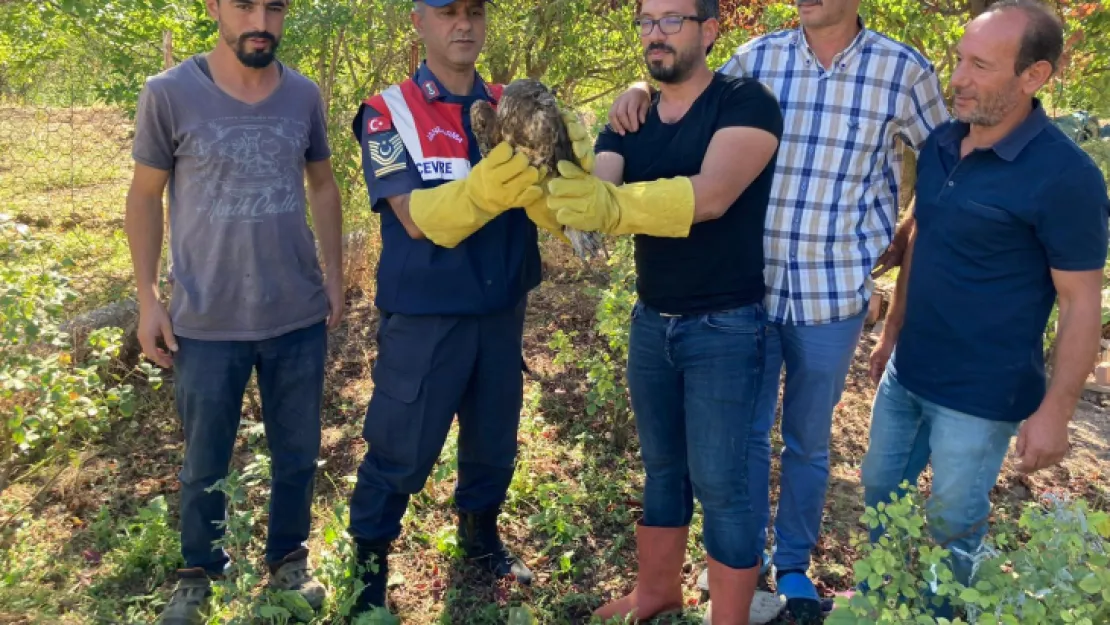 Yaralı Şahin Malatya Doğa Koruma ve Milli Parklar Şube Müdürlüğüne teslim edildi