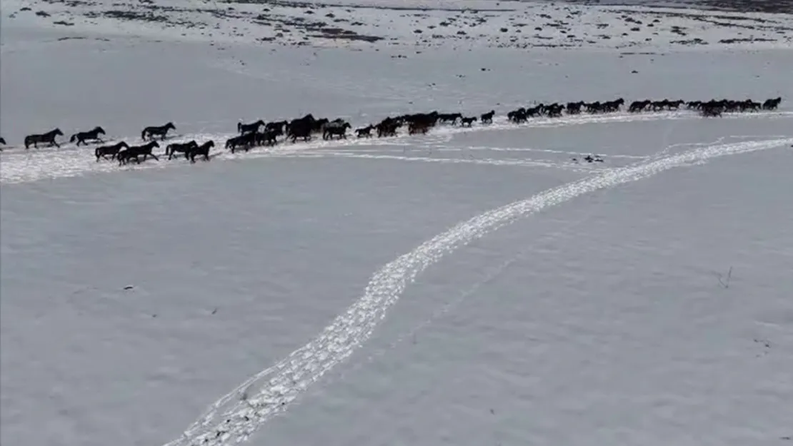 Yılkı atları sürü halinde görüntülendi