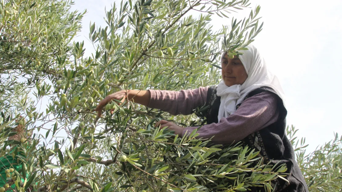 Zeytinin bereketi 'OLIVEtoLIVE' ile kadraja girecek